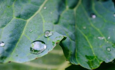 water drops on leaf