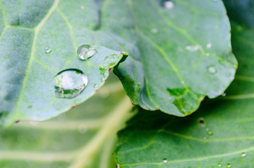 water drops on green leaf