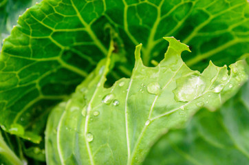 green leaf with drops of water
