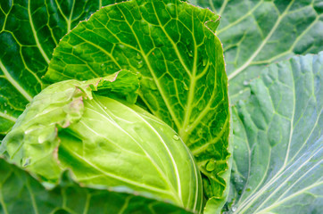 fresh green cabbage