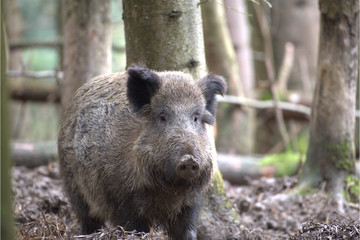 Naklejka na ściany i meble Weibliches Wildschwein