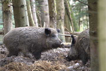 Naklejka na ściany i meble Wildschweine im Wald