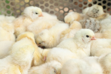 Young yellow baby chicks on a poultry farm.