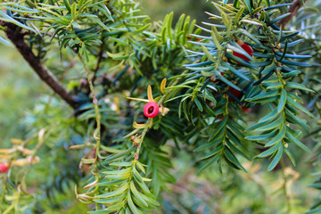 Detailed view of European Yew or Taxus Baccata is conifer shrub with poisonous and bitter red ripened berry fruits.