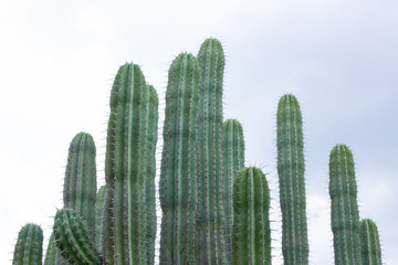 Detail of some green cactus