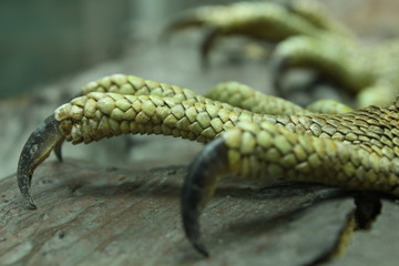 reptail