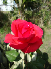 red rose in the garden