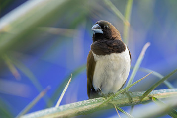 Javan Munia - Lonchura leucogastroides, beautiful brown and white small bird from Indonesian...