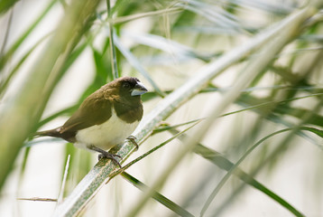 Javan Munia - Lonchura leucogastroides, beautiful brown and white small bird from Indonesian gardens and bushes, Bali.