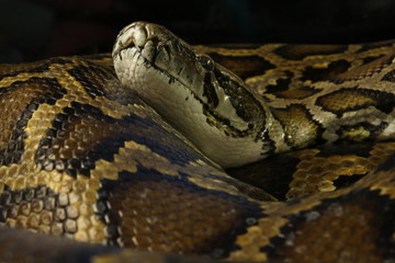 python