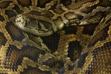 snake