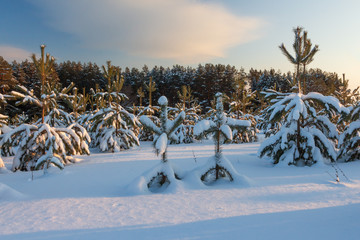 Snow-covered Christmas trees in the background of the forest