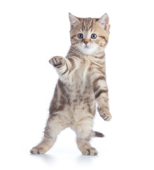 funny kitten standing isolated