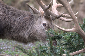 Rothirsche fressen Fichten