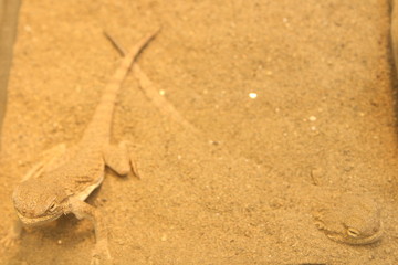 lizard