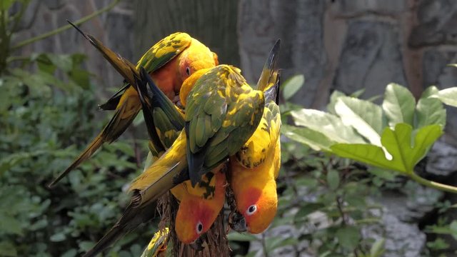 Beautiful colorful sun conure (Aratinga solstitialis parrot) birds on the tree branch
