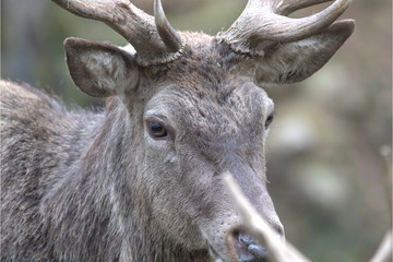 Europäischer Rothirsch