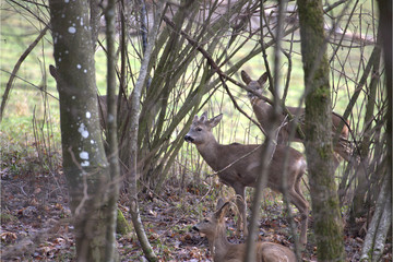 Gruppe Europäische Rehe