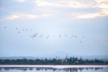 Flying Flamingos above Larnaca Salt-lake and Hala Sultan Tekke mosque, island of Cyprus