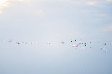 Flying Flamingos on the sky background