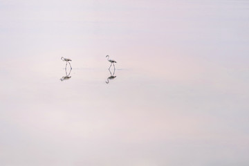 Flock of pink flamingos on the salt lakes of Larnaca at sunset. Cyprus Island