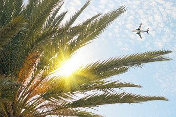 Airplane flying over tropical palm tree on cloudy sunset sky background. Summer and travel concept