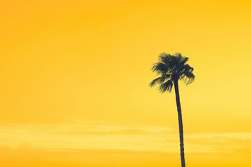 Obraz premium silhouette tropical palm tree with sun light on sunset sky. Copy space. Summer vacation and travel concept.