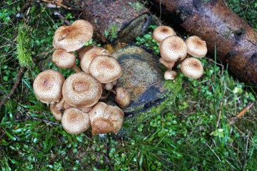 Pilze in &Ouml;sterreich im Wald