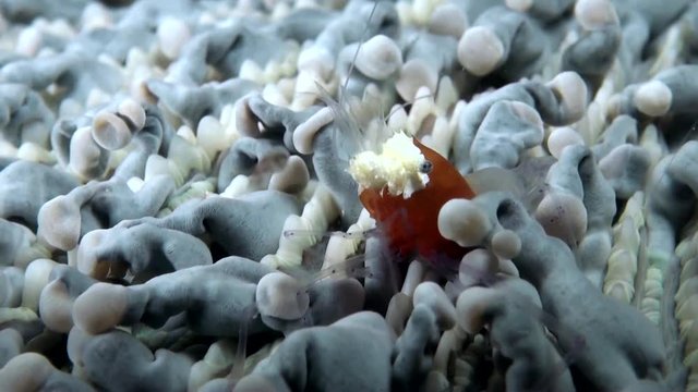  Mushroom Coral Shrimp (Periclimenes kororensis) - Macro Shot - Philippines
