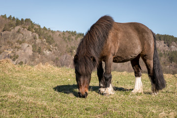 Little Brown Pony Grazing on a field in early spring