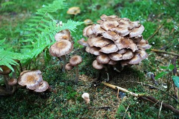 Pilze in einem Wald in Österreich