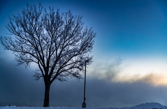 Tree in the fog