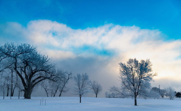 Trees in winter
