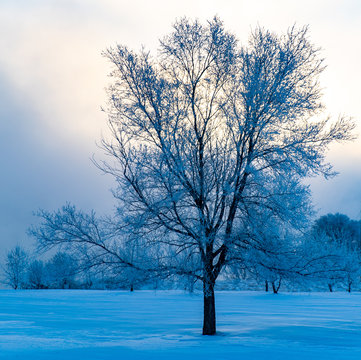 Cold tree