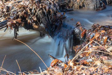 Forest stream