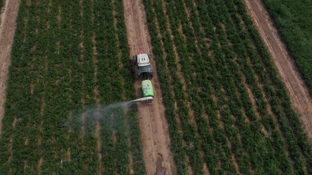 Farming,agriculture,machinery. Tractor fertilizing bell peppers field.Drone view