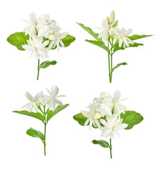 Fototapeta premium Jasmine isolated on white background