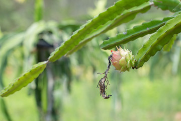 Fresh raw dragon-fruit in farm or Pitahaya fruit growing in or ganic farm