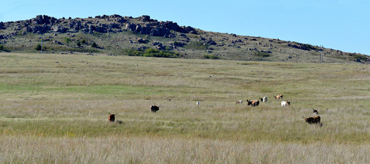 Fototapeta na wymiar Texas Longhorn Steer wichita mountains wildlife refuge Oklahoma