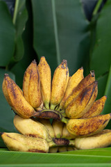 Yellow banana branch with green leaf background
