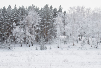 Fototapeta premium winter forest