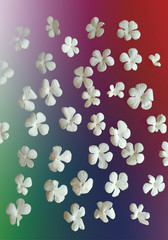 Fototapeta na wymiar White liliac petals
