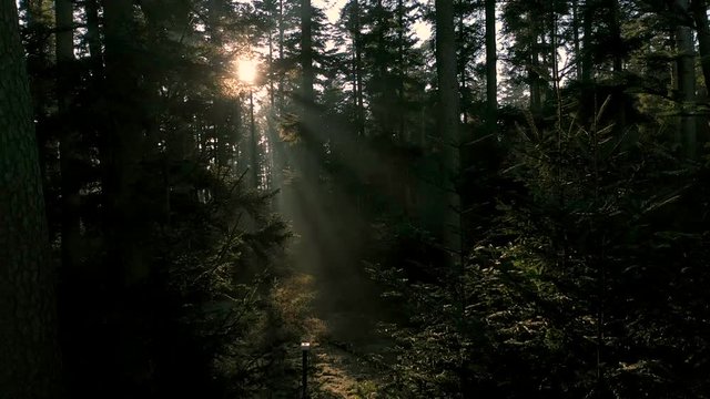 Sonnenstrahlen im Wald