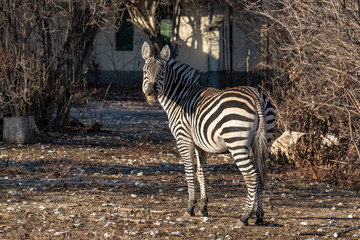 Zebra looking into camera while chewing on dried grass