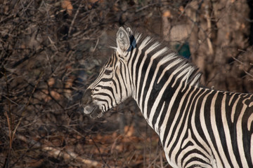 Fototapeta na wymiar Zebra looking into camera while chewing on dried grass