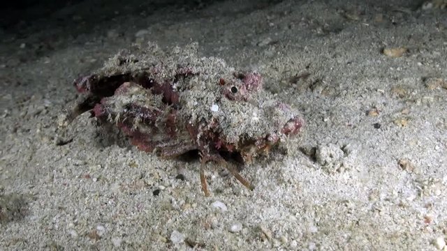  Spiny Devilfish (Inimicus didactylus) Walking at Night - Philippines