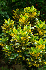 Close up of Croton or variegated Laurel yellow and green color of leaves plant in garden exterior design © taira42