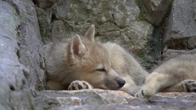 White wolf cub on the rocks, 4k