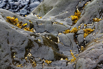 Lava stone on beach Dritvik Djupalonssandur in Iceland (Snaefellsnes)