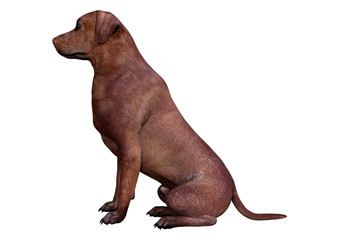 3D Rendering Labrador Dog on White